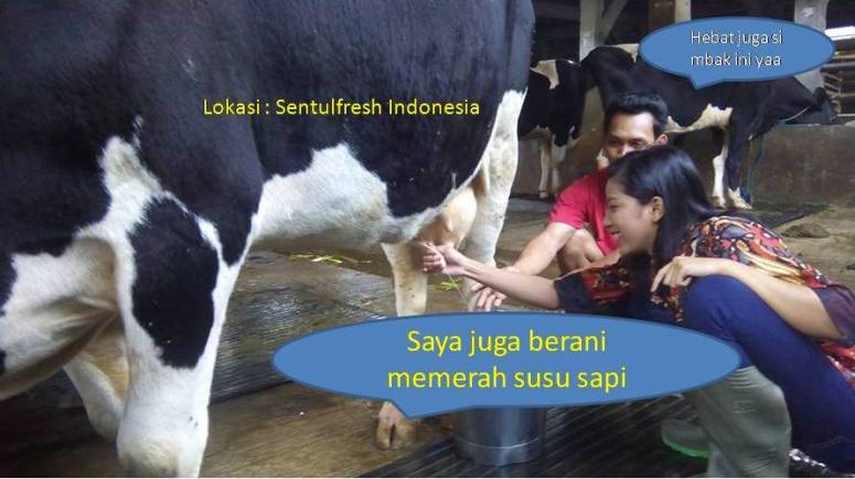 Pembuatan es yoghurt sentulfresh: memerah susu sapi