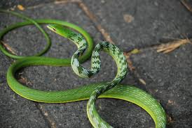 ular pucuk daun